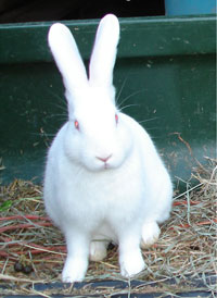 Petting animals at Twin Valley Ranch include bunnies!