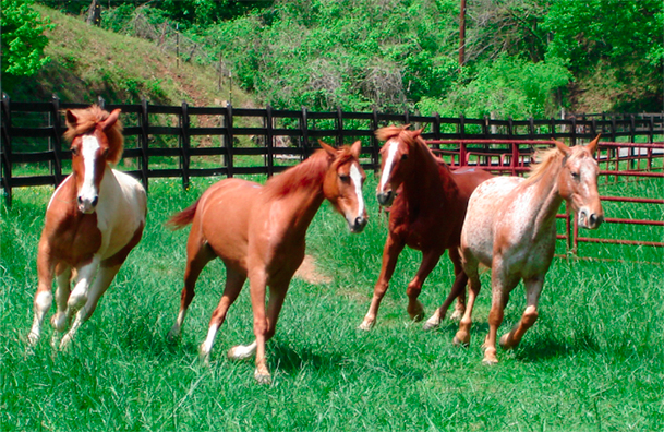 The horses get plenty of play-time when they aren't out on the trails